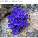 태양약초