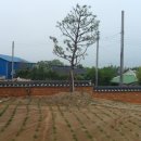 남도 낙안읍성한옥배나무민박집에 담장설치 이미지