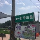본죽유천점 | 8월 함안/광주여행 : 해바라기가 활짝핀 강주마을 / 강주마을 주변 맛집 황포냉면 / 그리고 광주놀러