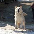 몽구