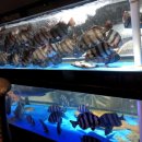 안주마을 이미지