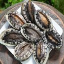 완도7호 이미지