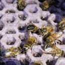 꿀벌목장 이미지