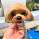 미용하는 강아지 | 말티푸 미용 강아지 위생 얼굴 미용 강아지 털깎기 후기