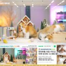 브리티쉬숏헤어 AY25와 함께 시작한 펜션 부부의 고양이 라이프