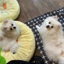 돌봐줄개 이미지