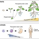 Re: plant stem cell 식물 유래 줄기세포 !! 2021 이미지