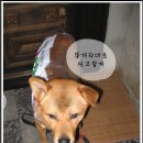 이새 Daum카페