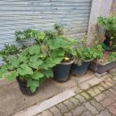 지에스25 대림승리점 이미지