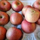 [무료배송] 아삭아삭 맛있는 영주 사과 가정용 10키로 24,000원 이미지