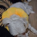 유림동물병원 이미지