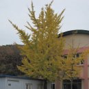 영흥초교 이미지