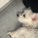 뽀아 하우스 | [인천 강화도] 애견동반 독채펜션 : 뽀아하우스ㅣ이동 후기 내돈내산