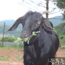 축협하나로마트안림점 이미지