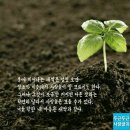 봄에새싹 이미지