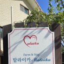말라이카