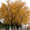 일광초등학교 이미지