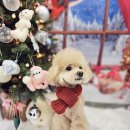 The dog 애견미용샵 이미지