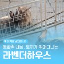 라벤더하우스 | 토끼 좋아하는 24개월과 별내 라벤더하우스 방문 후기(주말)