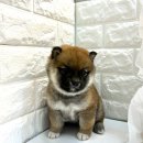 오독안심분양센터 강아지분양 고양이분양 시흥점 이미지