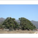 왕소나무길 이미지