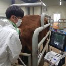 우량한우 이미지