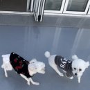 퍼피엔젤스 이미지