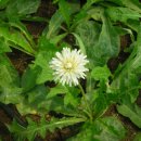 민들레 농장 이미지