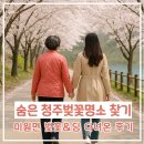 미원천 | 청주미원벚꽃축제 벚꽃명소 다녀온 후기