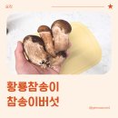 황룡 | 부모님선물로 좋은 참송이버섯 황룡참송이 활용 후기