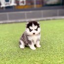 인천강아지분양 고양이분양 24시 데려가개 청라점 이미지