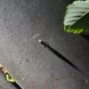장산의 파파리반딧불이 완전한 서식지 이미지