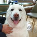 화사하개 이미지