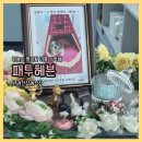 주식회사 패투헤븐 | 강아지장례식장 패투해븐 : 소중한 너의 처음과 마지막을 모두 기억할게