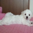 아지