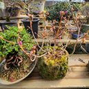 자양꽃직매장 | 서울 근교 장암 꽃단지 방문 후기( 영업시간, 주차정보)