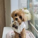 맘스펫살롱 강아지미용 애견샵 이미지