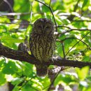 올빼미 육추 ( Tawny Owl ) ('23.04.22 충주) 이미지