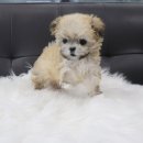 내품안의 반려견 김포점 이미지