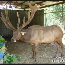 명품 TMR 사료 이미지