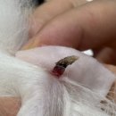 천호동물병원 이미지