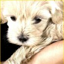 부산강아지분양 드림독 안심분양센터 부산점 이미지