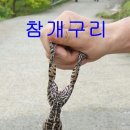 제498차,전남 완도 / 삼문산(三門山 ) ＜약산도＞ (397m) 산행기 이미지