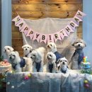 댕댕라운지 이미지