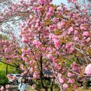 벚꽃실비 네이버블로그