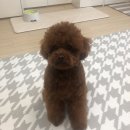 댕댕아띠 이미지