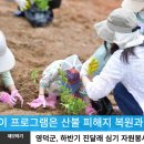 영덕군, 하반기 진달래 심기 자원봉사 투어 프로그램 이미지