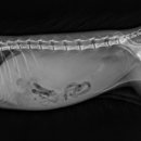 신동동물병원 이미지