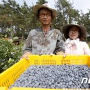 김종익농장 뉴스1