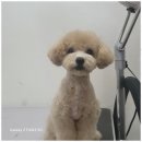 행복한애견미용실 이미지